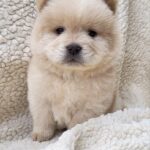 Jolene-female-Chow-Chow-puppy-for-sale-1