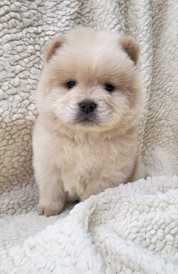 Jolene Chow-Chow Jolene Chow-Chow