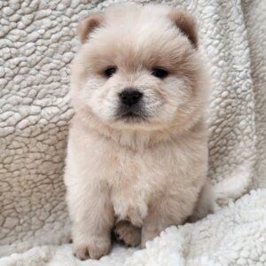Jolene Chow-Chow Jolene Chow-Chow