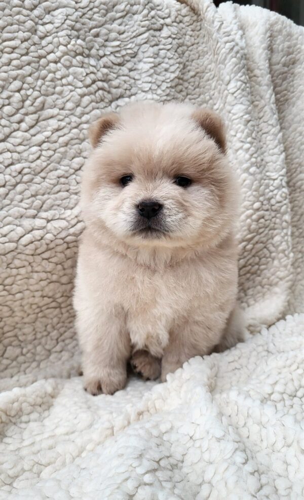 Jolene Chow-Chow Jolene Chow-Chow