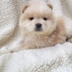 Jolene-female-Chow-Chow-puppy-for-sale-3