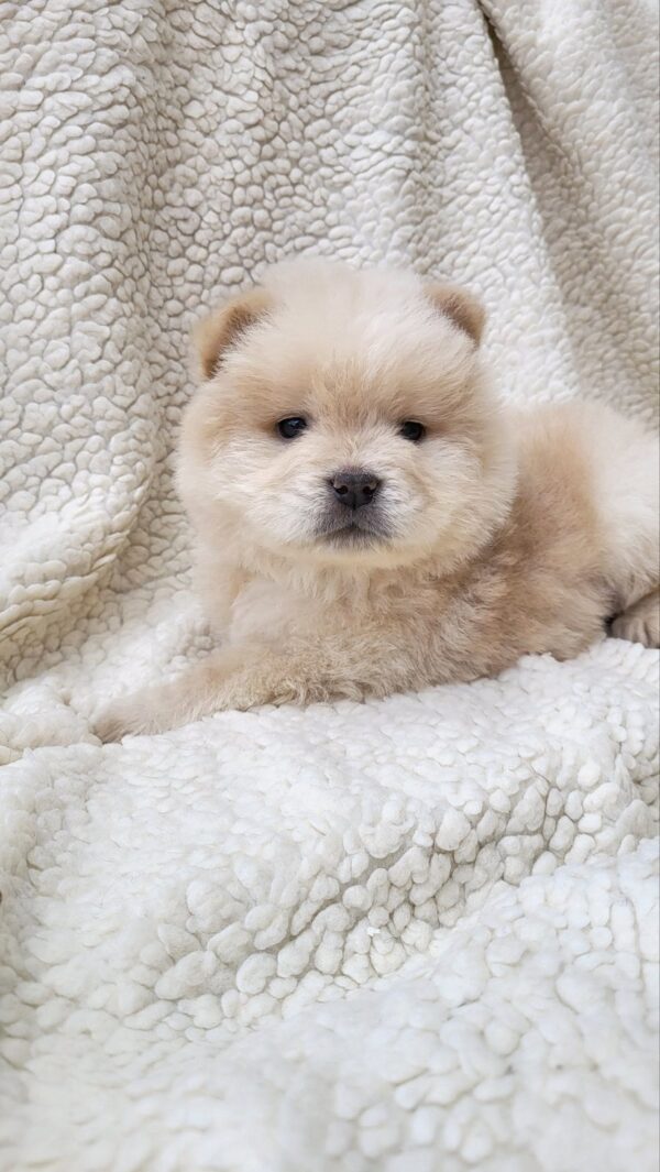 Jolene Chow-Chow Jolene Chow-Chow