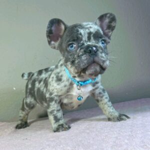 Jordan French Bulldog Jordan French Bulldog