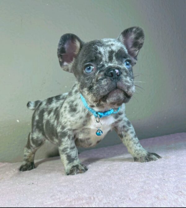 Jordan French Bulldog Jordan French Bulldog