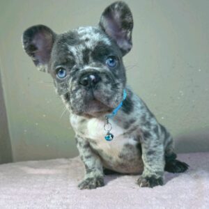 Jordan French Bulldog Jordan French Bulldog