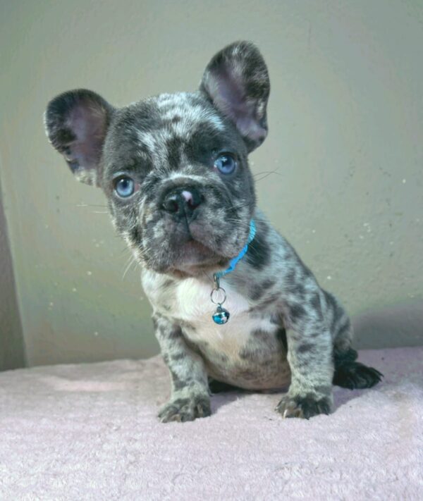 Jordan French Bulldog Jordan French Bulldog