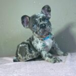 Jordan-male-french-bulldog-puppy-for-sale- (3)