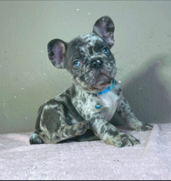 Jordan French Bulldog Jordan French Bulldog