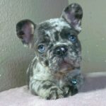 Jordan-male-french-bulldog-puppy-for-sale- (4)