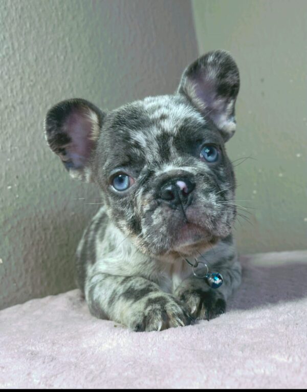 Jordan French Bulldog Jordan French Bulldog
