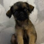 Judy-female-Brussels-Griffon-puppy-for-sale-1