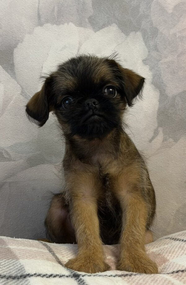 Judy Brussels Griffon Judy Brussels Griffon