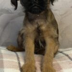 Judy-female-Brussels-Griffon-puppy-for-sale-2