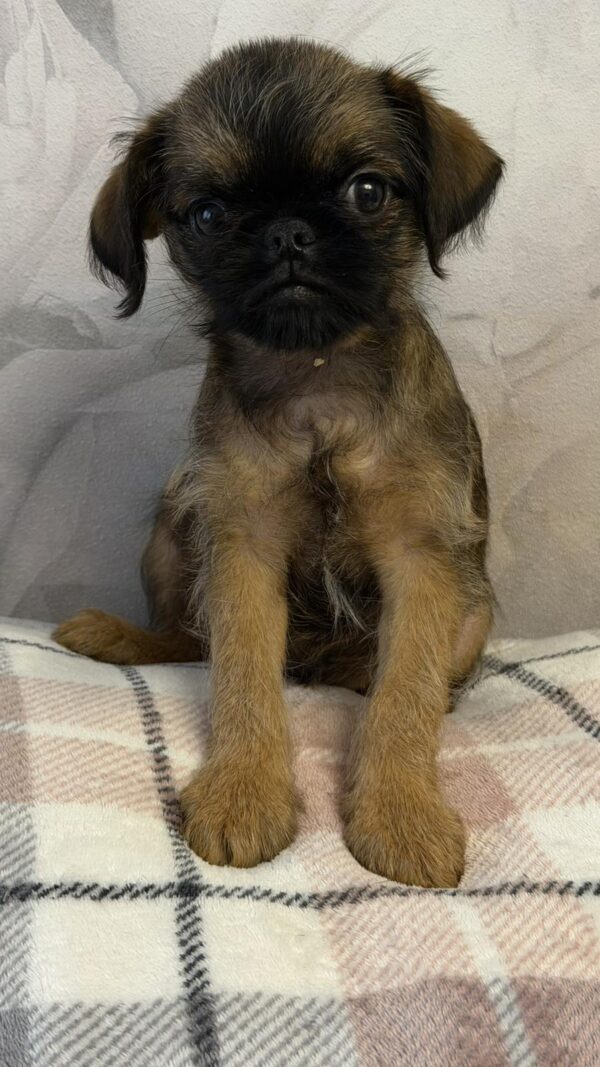 Judy Brussels Griffon Judy Brussels Griffon