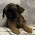 Judy-female-Brussels-Griffon-puppy-for-sale-3