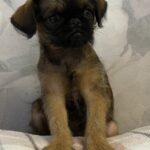 Judy-female-Brussels-Griffon-puppy-for-sale-4