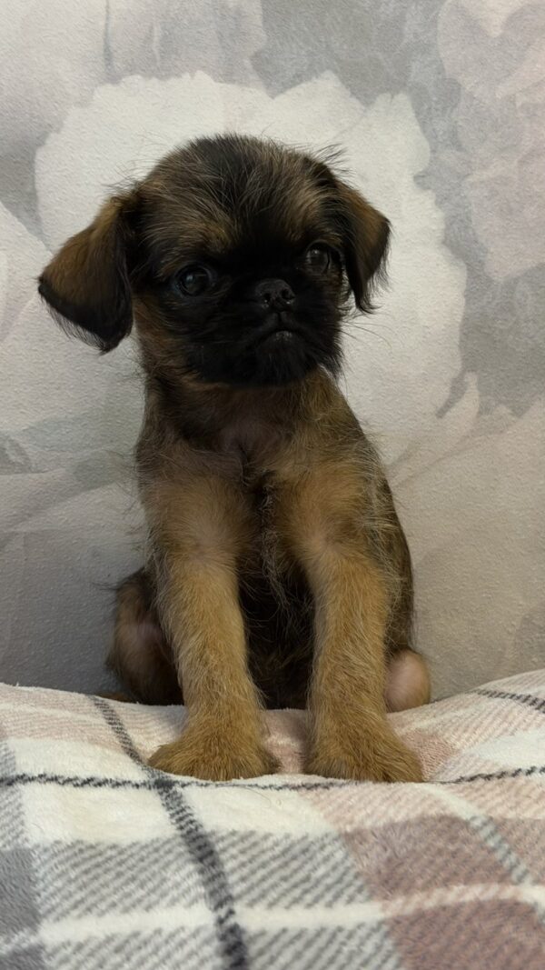 Judy Brussels Griffon Judy Brussels Griffon
