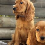 Julian-male-English-Cocker-Spaniel-puppy-for-sale-1