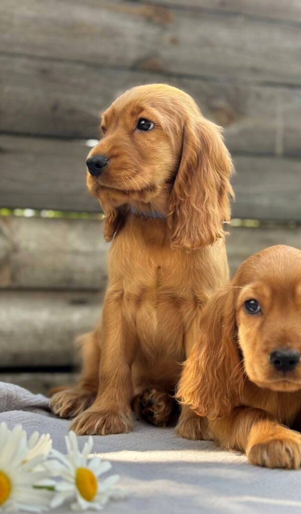Julian English Cocker Spaniel Julian English Cocker Spaniel