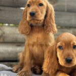 Julian-male-English-Cocker-Spaniel-puppy-for-sale-2