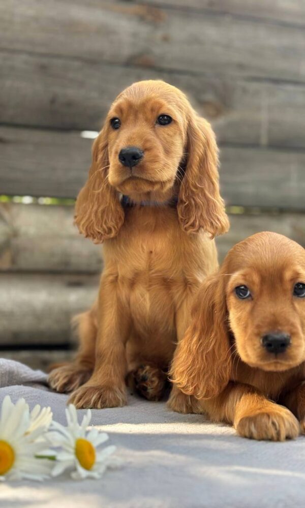 Julian English Cocker Spaniel Julian English Cocker Spaniel