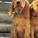 Julian-male-English-Cocker-Spaniel-puppy-for-sale-3
