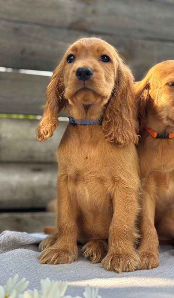 Julian English Cocker Spaniel Julian English Cocker Spaniel