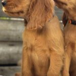Julian-male-English-Cocker-Spaniel-puppy-for-sale-4