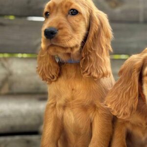 Julian English Cocker Spaniel Julian English Cocker Spaniel