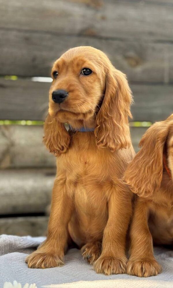 Julian English Cocker Spaniel Julian English Cocker Spaniel
