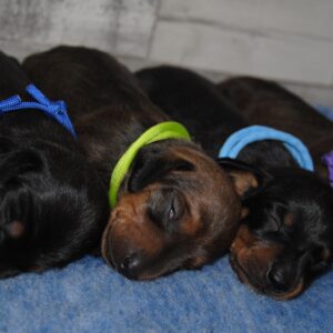 Just Arrived Miniature Dachshund Just Arrived Miniature Dachshund