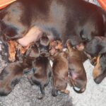 Just-Arrived-miniature-dachshund-puppy-fro-sale- (2)