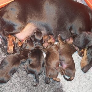 Just Arrived Miniature Dachshund Just Arrived Miniature Dachshund