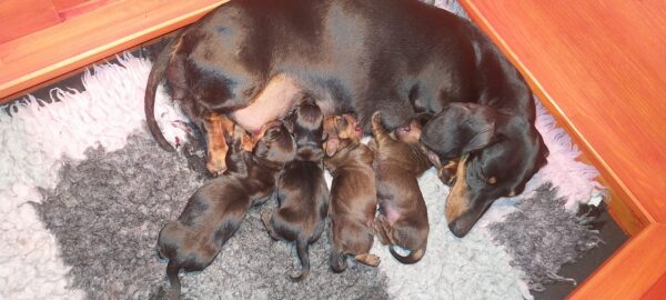 Just Arrived Miniature Dachshund Just Arrived Miniature Dachshund