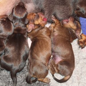 Just Arrived Miniature Dachshund Just Arrived Miniature Dachshund