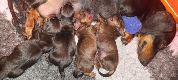 Just Arrived Miniature Dachshund Just Arrived Miniature Dachshund