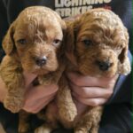 Just-boys-cavapoo-puppy-for-sale- (1)