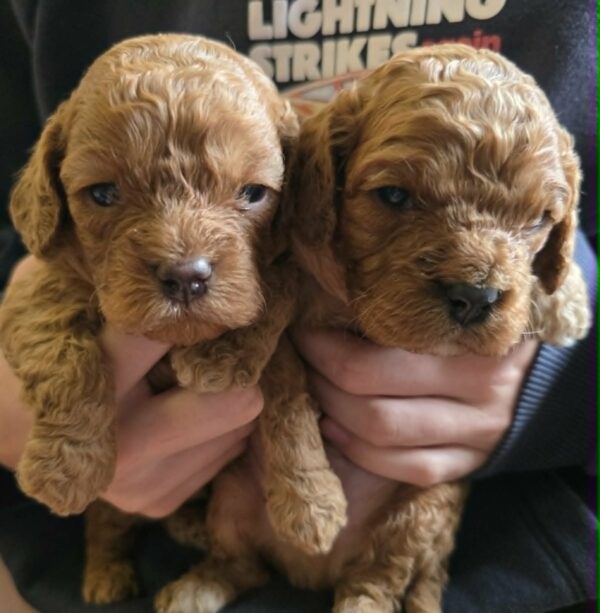 Just boys Cavapoo Just boys Cavapoo