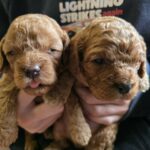 Just-boys-cavapoo-puppy-for-sale- (2)