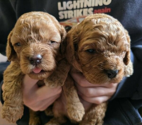 Just boys Cavapoo Just boys Cavapoo