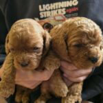 Just-boys-cavapoo-puppy-for-sale- (3)