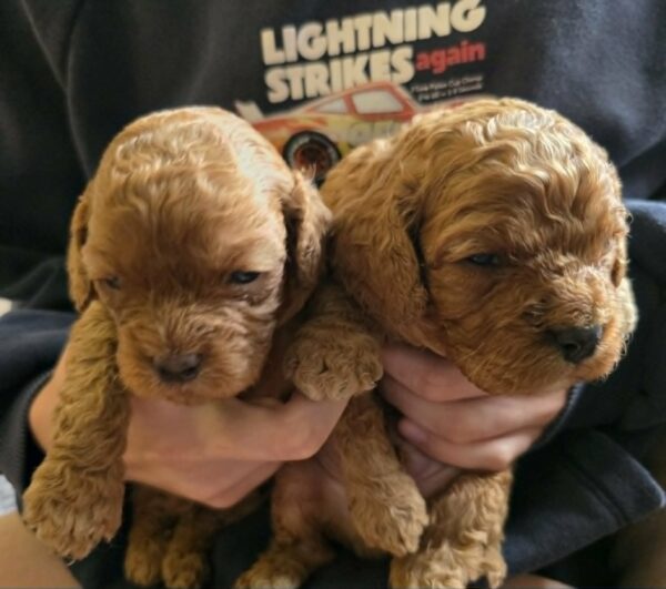 Just boys Cavapoo Just boys Cavapoo