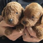 Just-girls-cavapoo-puppy-for-sale- (1)