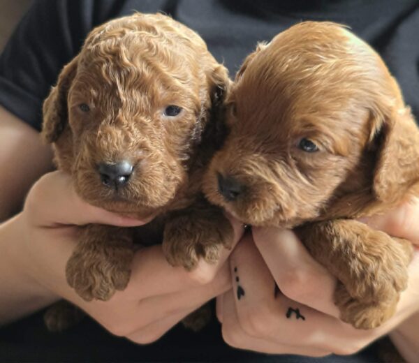 Just girls Cavapoo Just girls Cavapoo