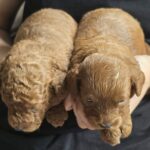 Just-girls-cavapoo-puppy-for-sale- (2)