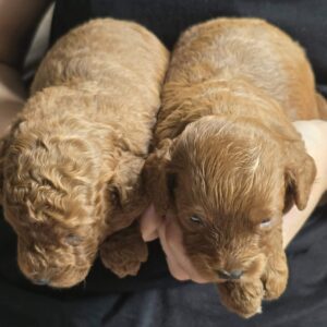 Just girls Cavapoo Just girls Cavapoo