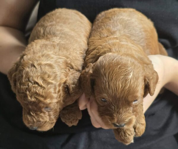 Just girls Cavapoo Just girls Cavapoo