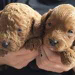 Just-girls-cavapoo-puppy-for-sale- (3)