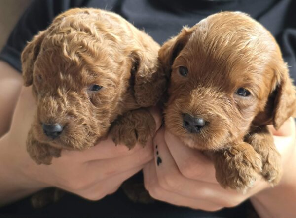 Just girls Cavapoo Just girls Cavapoo