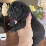 Kallie-female-French-bulldog-puppy-for-sale-1